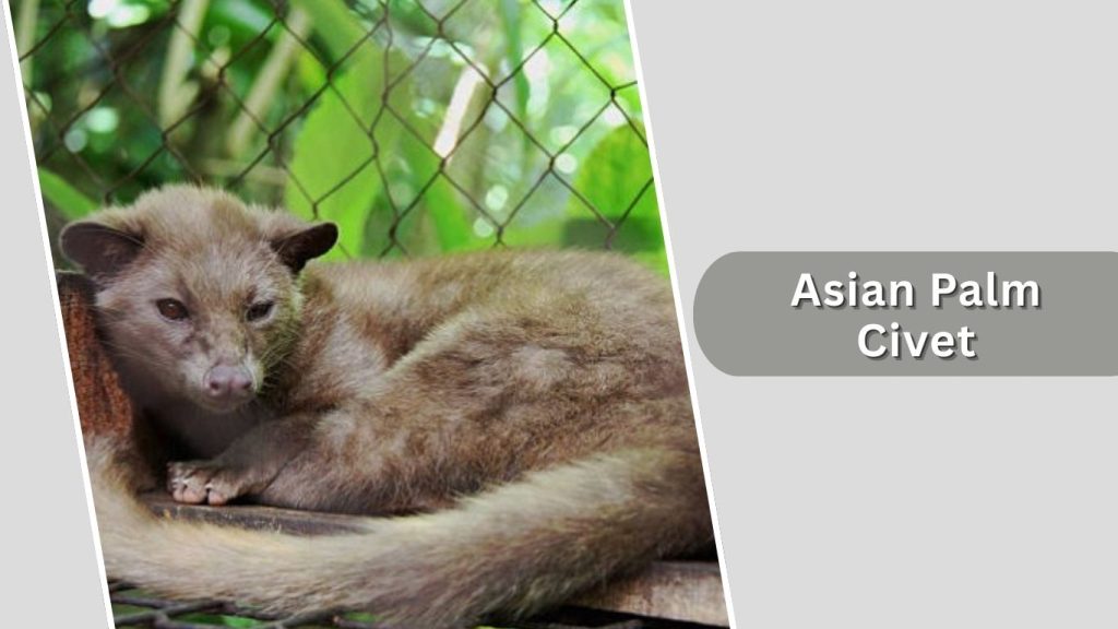 Asian Palm Civet