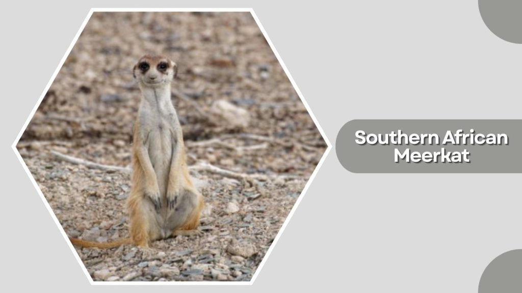 Southern African Meerkat