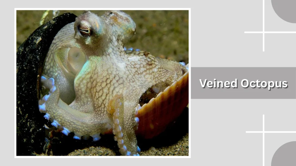 Veined Octopus