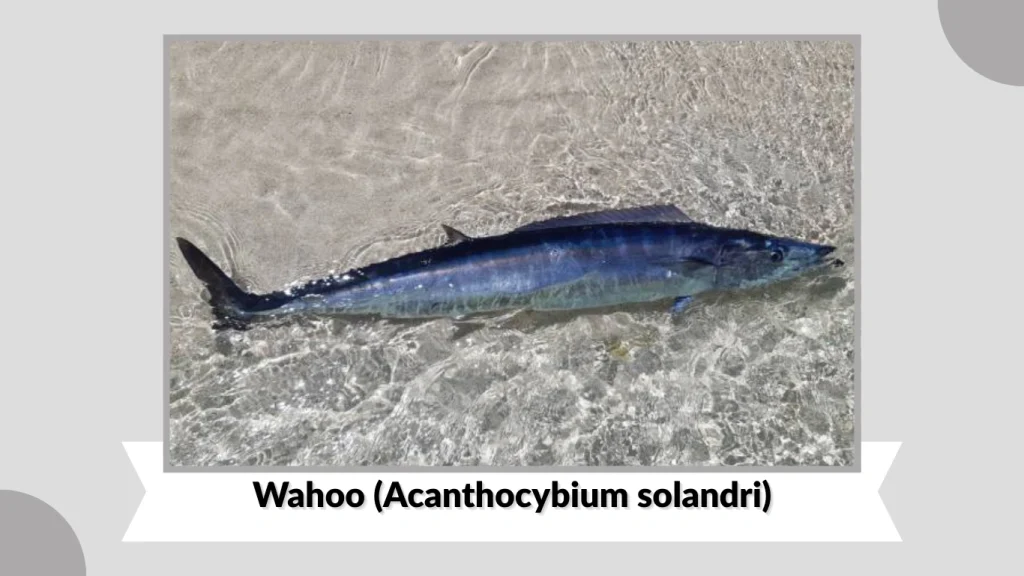 Wahoo (Acanthocybium solandri)