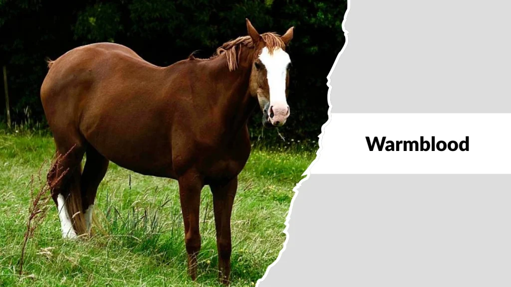 Warmblood