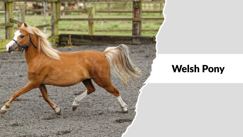 Welsh Pony