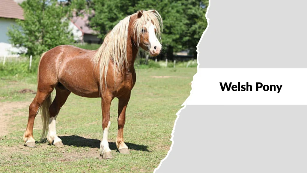 Welsh Pony