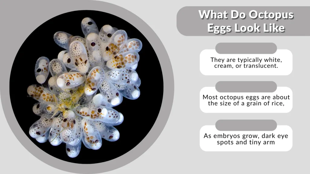 What Do Octopus Eggs Look Like