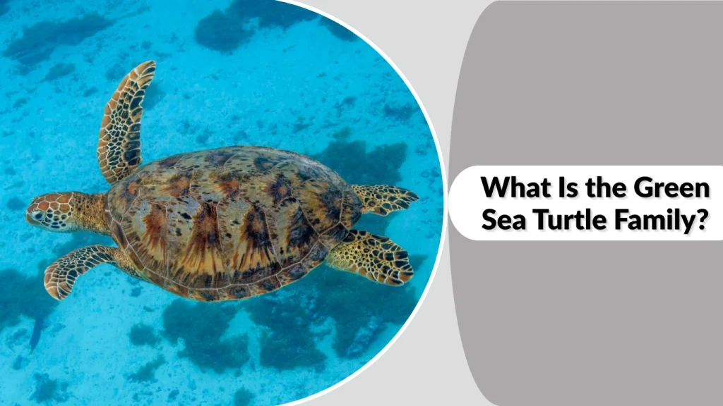 What Is the Green Sea Turtle Family