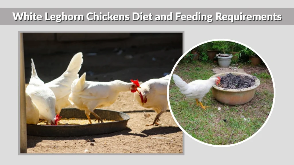 White Leghorn Chickens Diet and Feeding Requirements