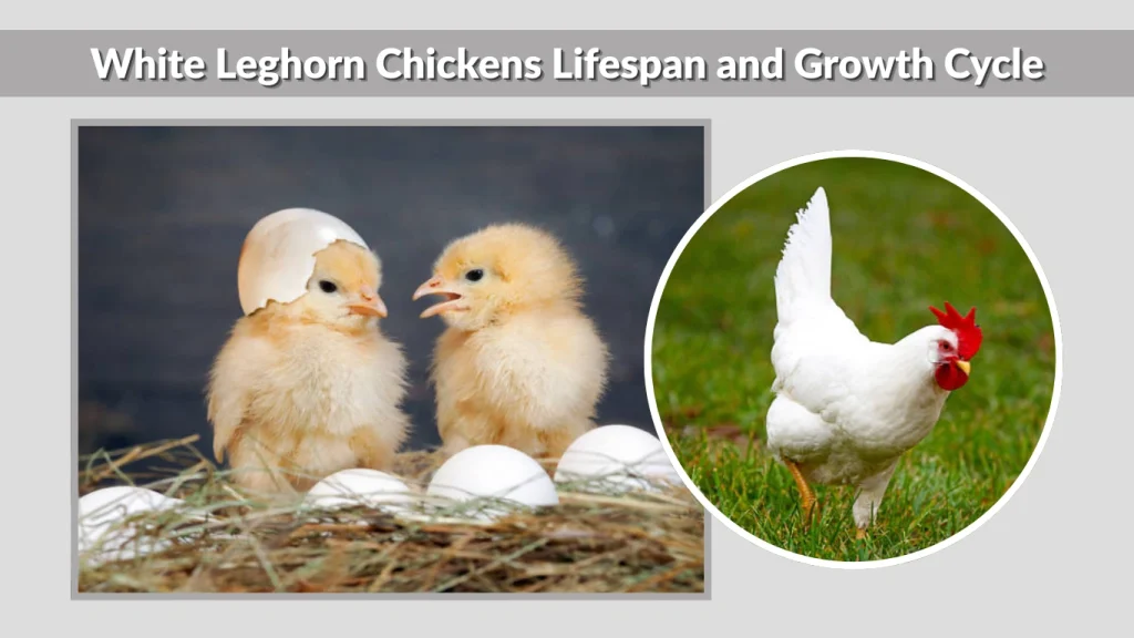 White Leghorn Chickens Lifespan and Growth Cycle
