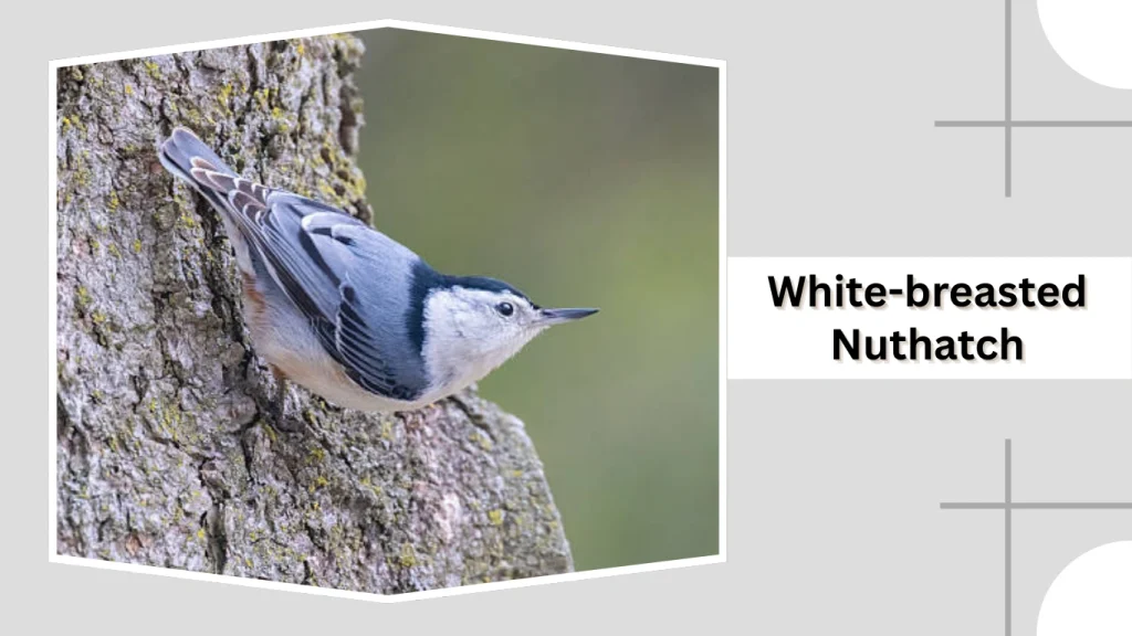 White-breasted Nuthatch