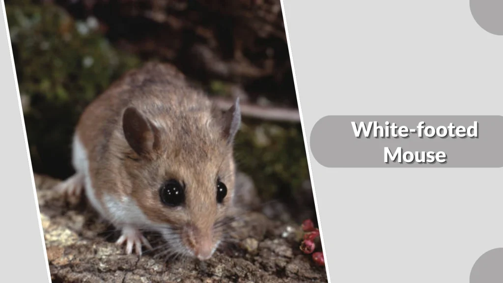 White-footed Mouse