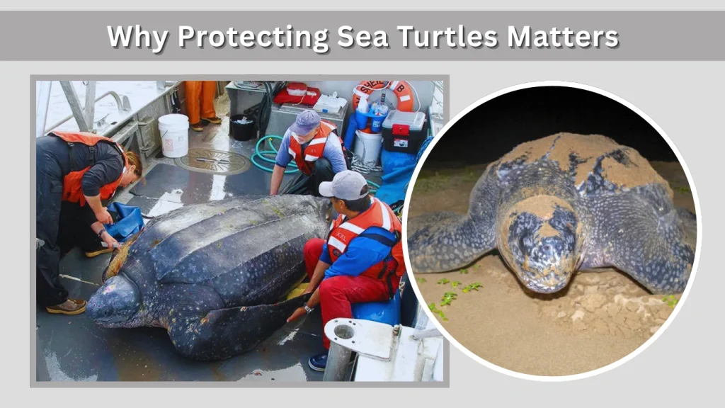 Why Protecting Sea Turtles Matters