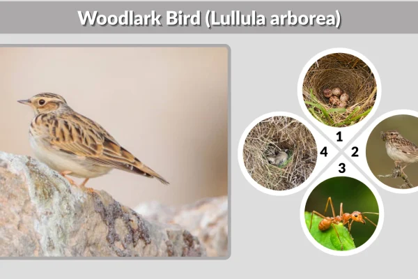 Woodlark Bird (Lullula arborea) Habitat, Song, Nest & Facts