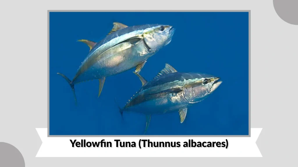 Yellowfin Tuna (Thunnus albacares)