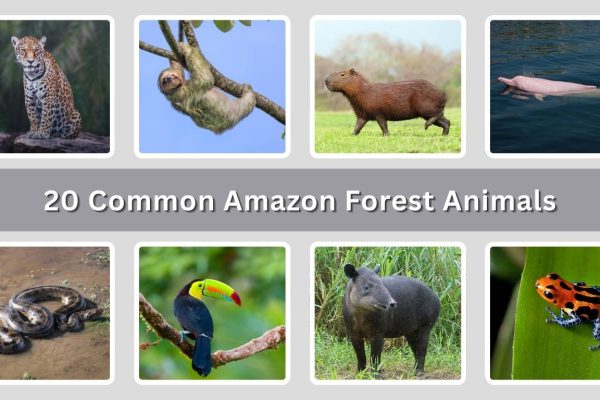 20 Common Amazon Forest Animals: Identification With Picture
