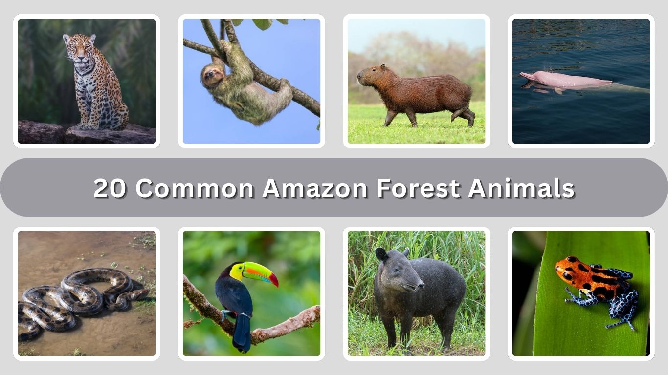 20 Common Amazon Forest Animals: Identification With Picture