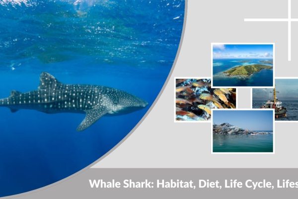 Whale Shark: Habitat, Diet, Life Cycle, Lifespan & Weight