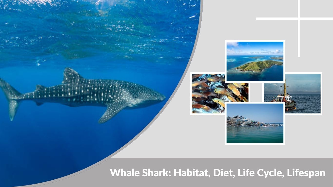 Whale Shark: Habitat, Diet, Life Cycle, Lifespan & Weight