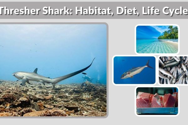 Thresher Shark: Habitat, Diet, Life Cycle & Lifespan