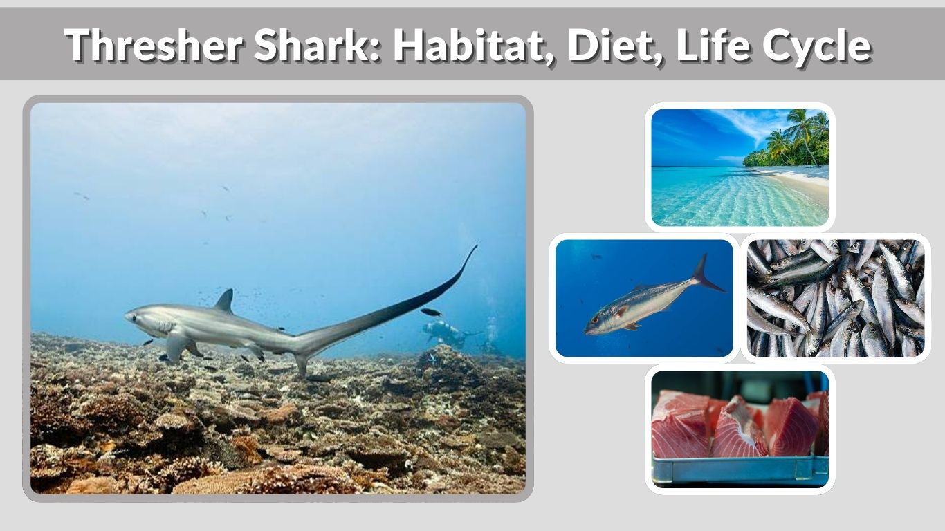 Thresher Shark: Habitat, Diet, Life Cycle & Lifespan