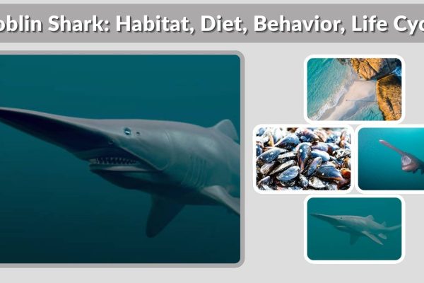Goblin Shark: Habitat, Diet, Behavior, Life Cycle & More