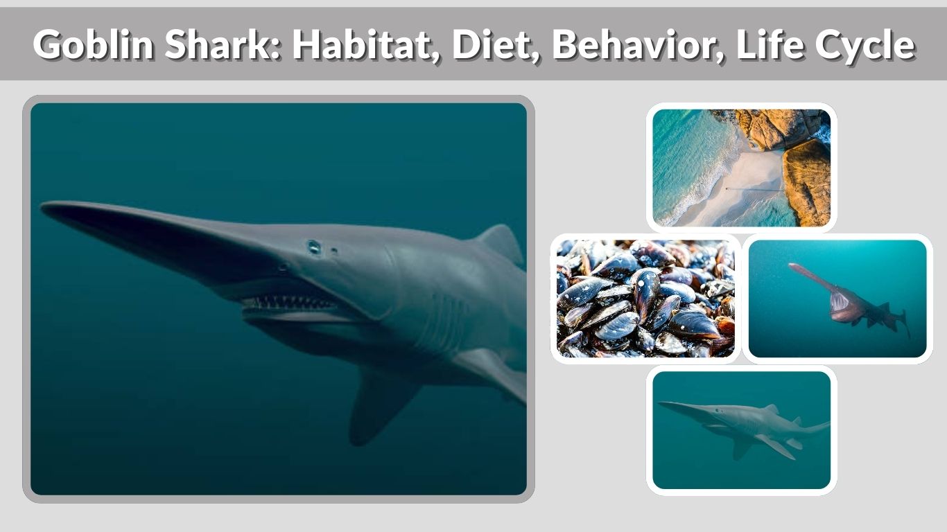 Goblin Shark: Habitat, Diet, Behavior, Life Cycle & More