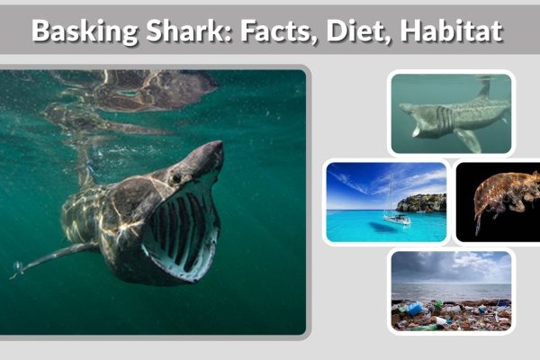 Basking Shark: Facts, Diet, Habitat & Lifespan Explained