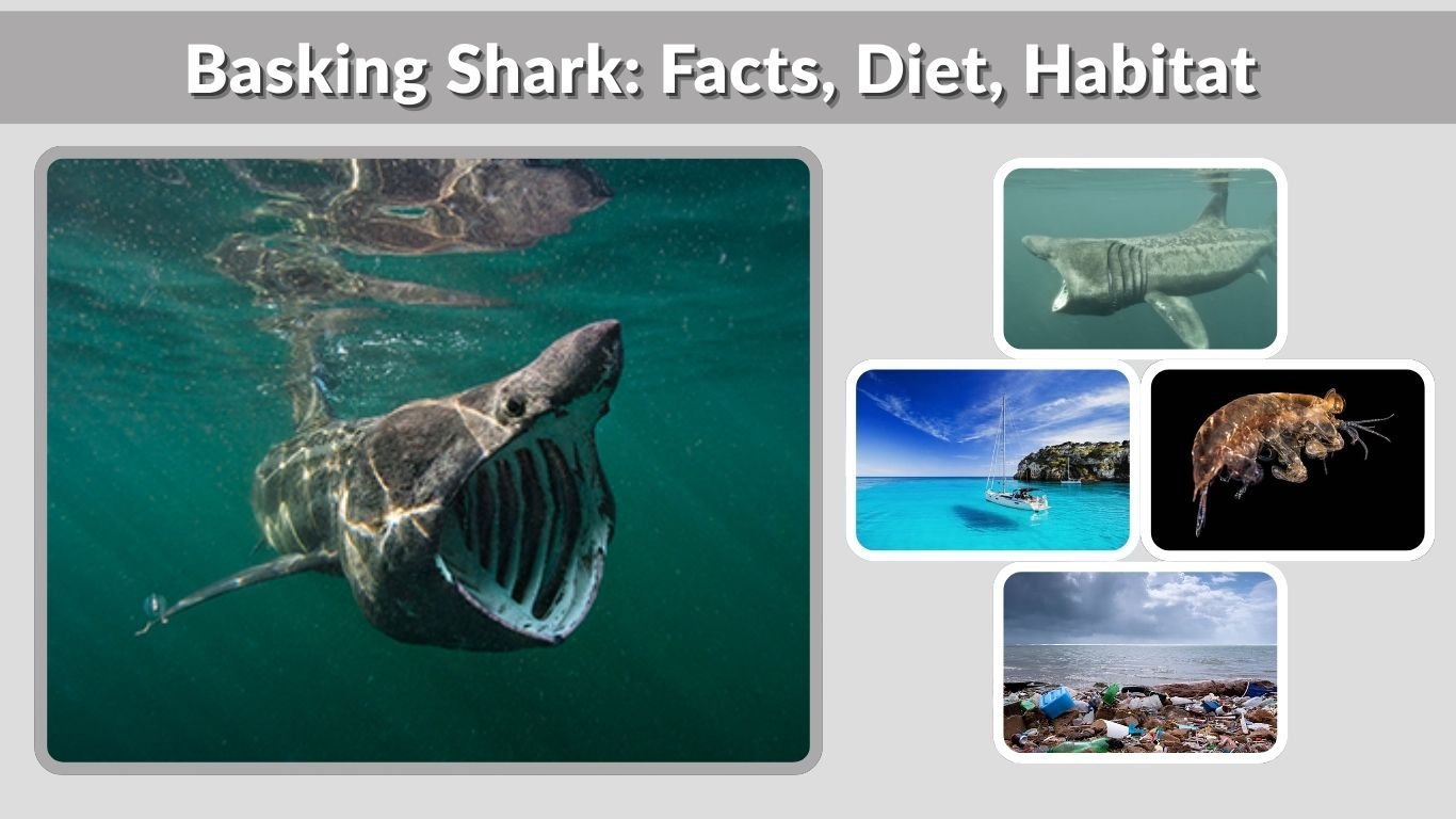 Basking Shark: Facts, Diet, Habitat & Lifespan Explained
