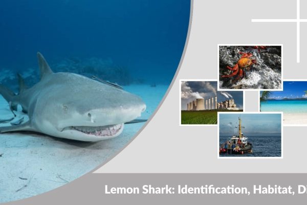 Lemon Shark: Identification, Habitat, Diet & Behavior Guide