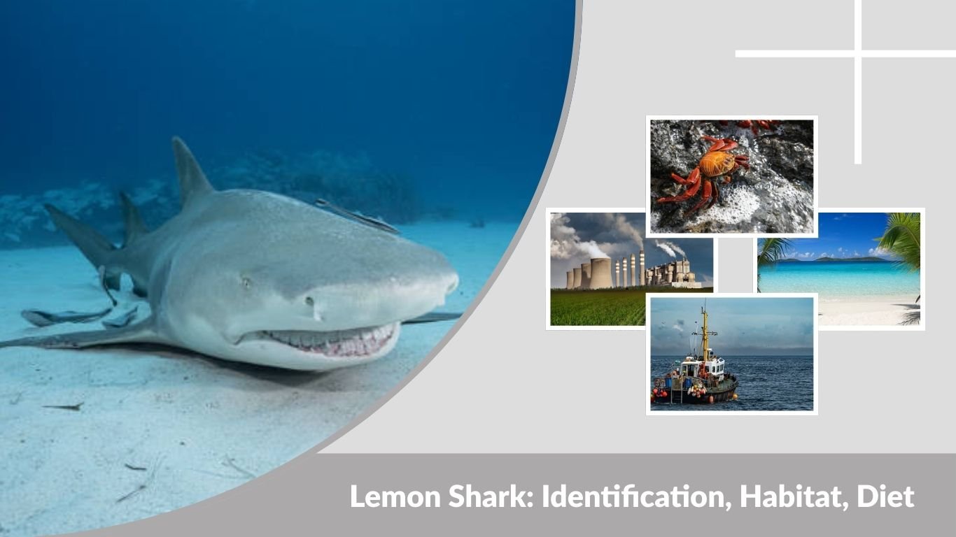Lemon Shark: Identification, Habitat, Diet & Behavior Guide