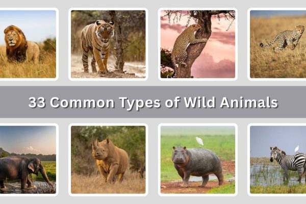 33 Common Types of Wild Animals: Identification with Picture