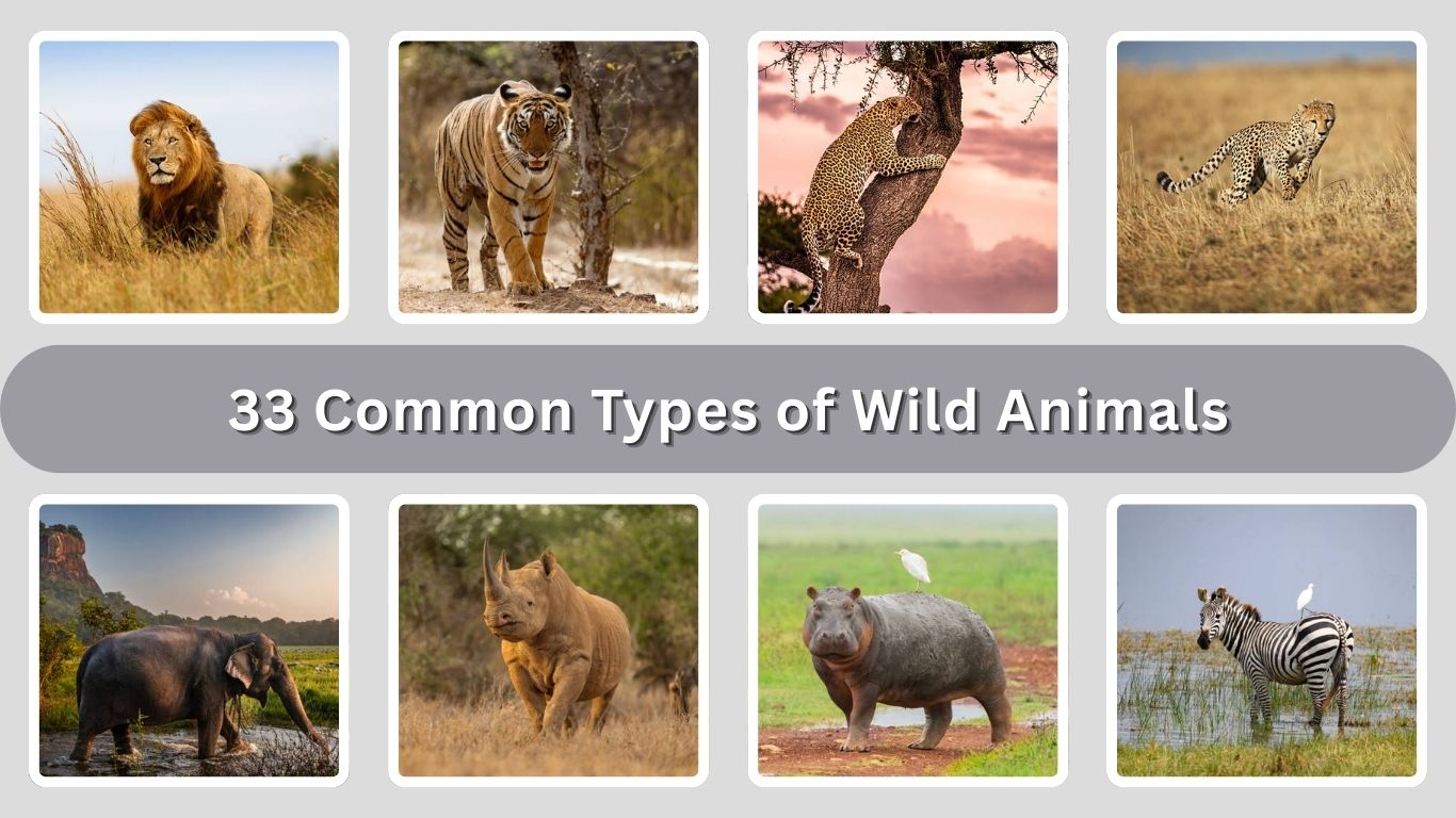 33 Common Types of Wild Animals: Identification with Picture