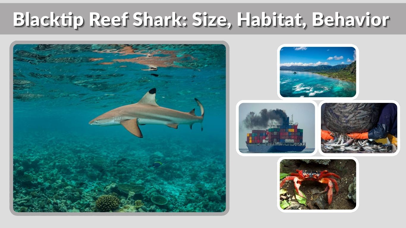 Blacktip Reef Shark: Size, Habitat, Behavior & Safety Guide