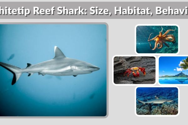 Whitetip Reef Shark: Size, Habitat, Behavior & Safety Guide