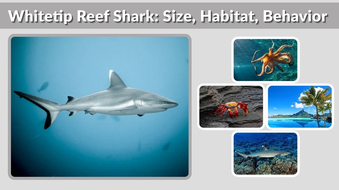 Whitetip Reef Shark: Size, Habitat, Behavior & Safety Guide
