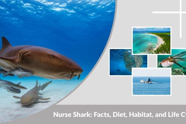 Nurse Shark: Facts, Diet, Habitat, and Life Cycle