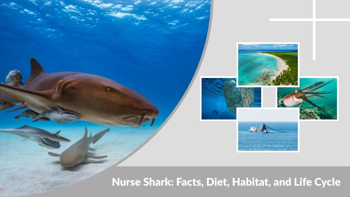 Nurse Shark: Facts, Diet, Habitat, and Life Cycle