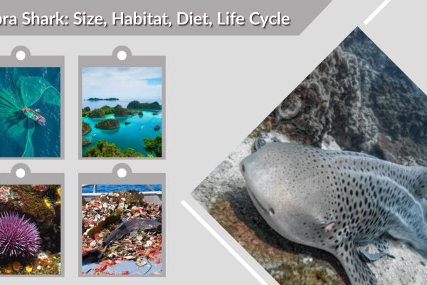 Zebra Shark: Size, Habitat, Diet, Life Cycle & Facts