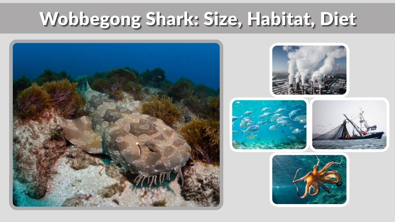 Wobbegong Shark: Size, Habitat, Diet, Behavior & Facts