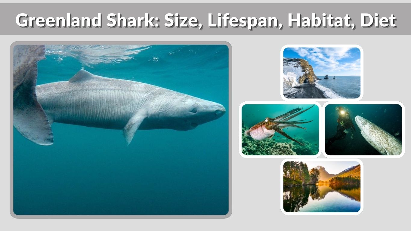 Greenland Shark: Size, Lifespan, Habitat, Diet & Facts