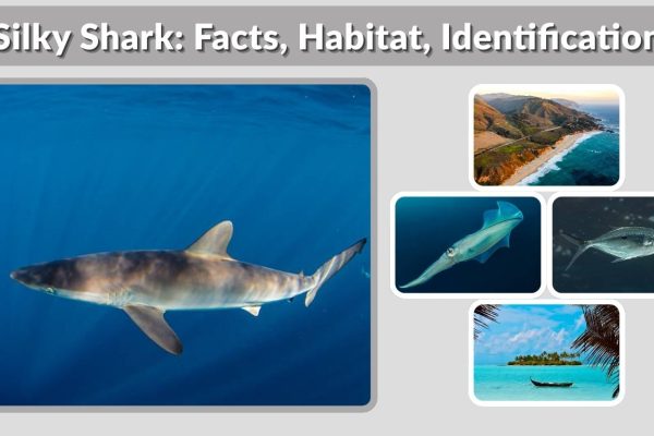 Silky Shark: Facts, Habitat, Identification, and Diet Explained