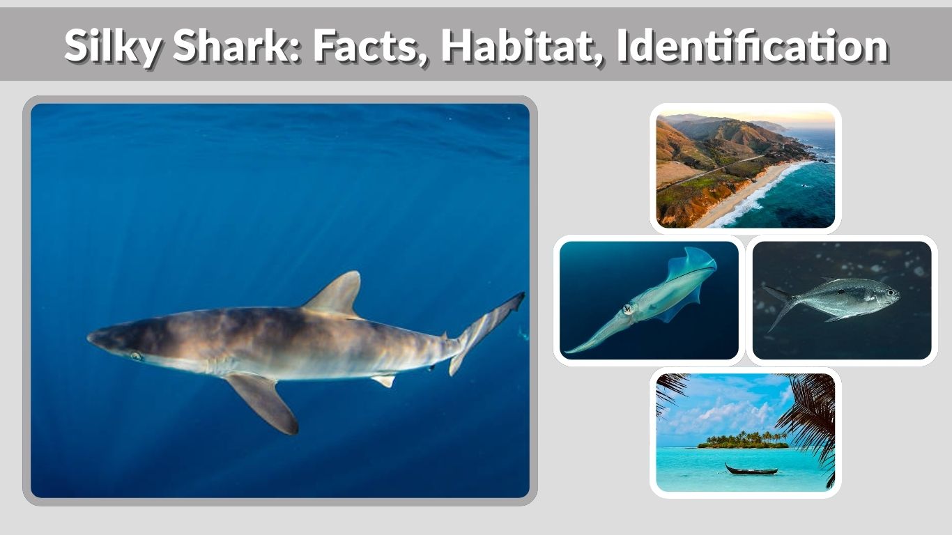 Silky Shark: Facts, Habitat, Identification, and Diet Explained