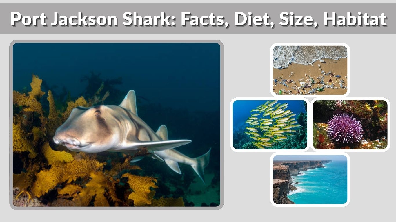 Port Jackson Shark: Facts, Diet, Size, Habitat, and Life Cycle