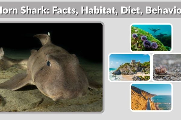 Horn Shark: Facts, Habitat, Diet, Behavior, and Lifespan