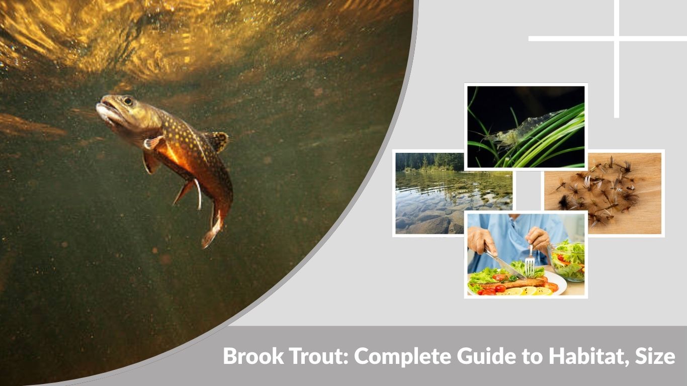 Brook Trout: Complete Guide to Habitat, Size & Diet