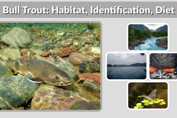 Bull Trout: Habitat, Identification, Diet, and Conservation