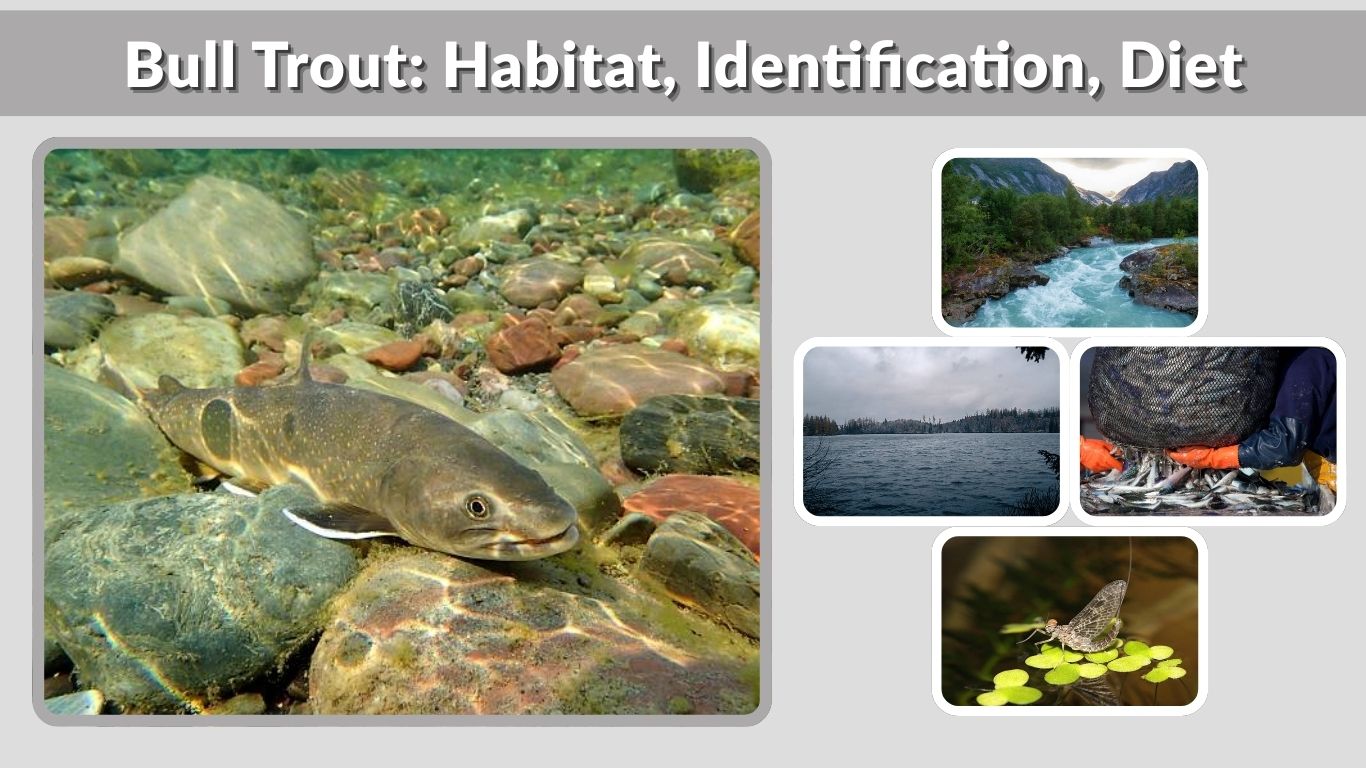 Bull Trout: Habitat, Identification, Diet, and Conservation