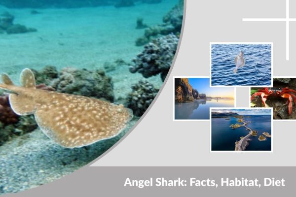 Angel Shark: Facts, Habitat, Diet & Endangered Status Explained