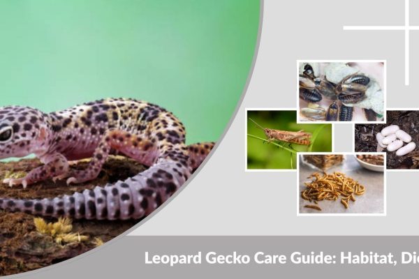 Leopard Gecko Care Guide: Habitat, Diet & Lifespan