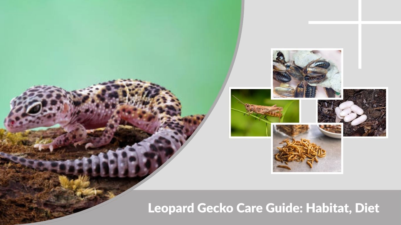 Leopard Gecko Care Guide: Habitat, Diet & Lifespan