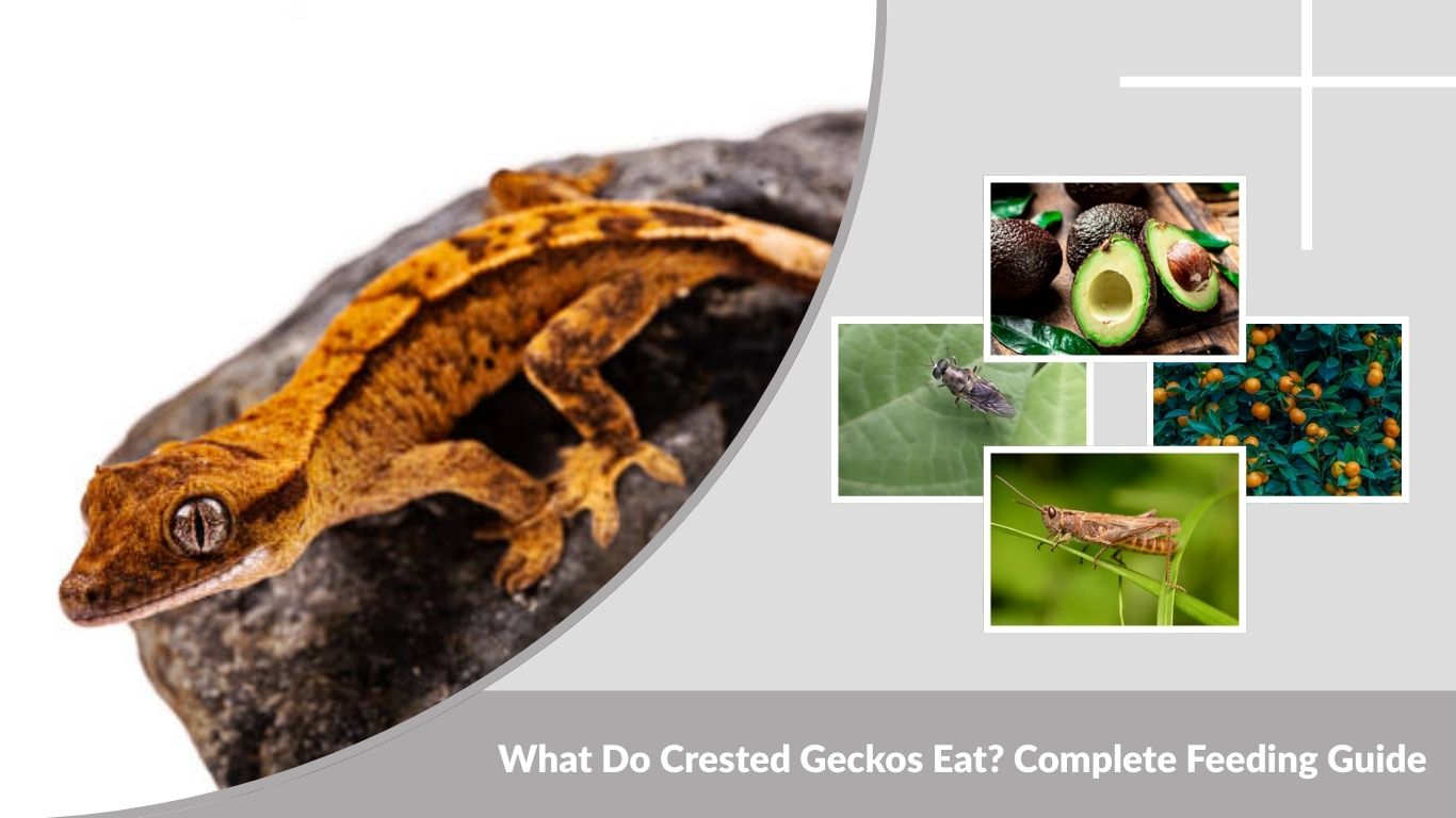 What Do Crested Geckos Eat? Complete Feeding Guide