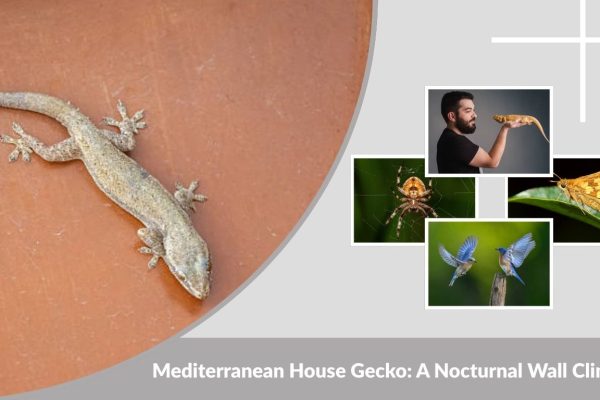 Mediterranean House Gecko: A Nocturnal Wall Climber